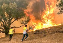 صورة محكمة سيدي امحمد: “حرائق الغابات الأخيرة مفتعلة وهذا هو غرضها”